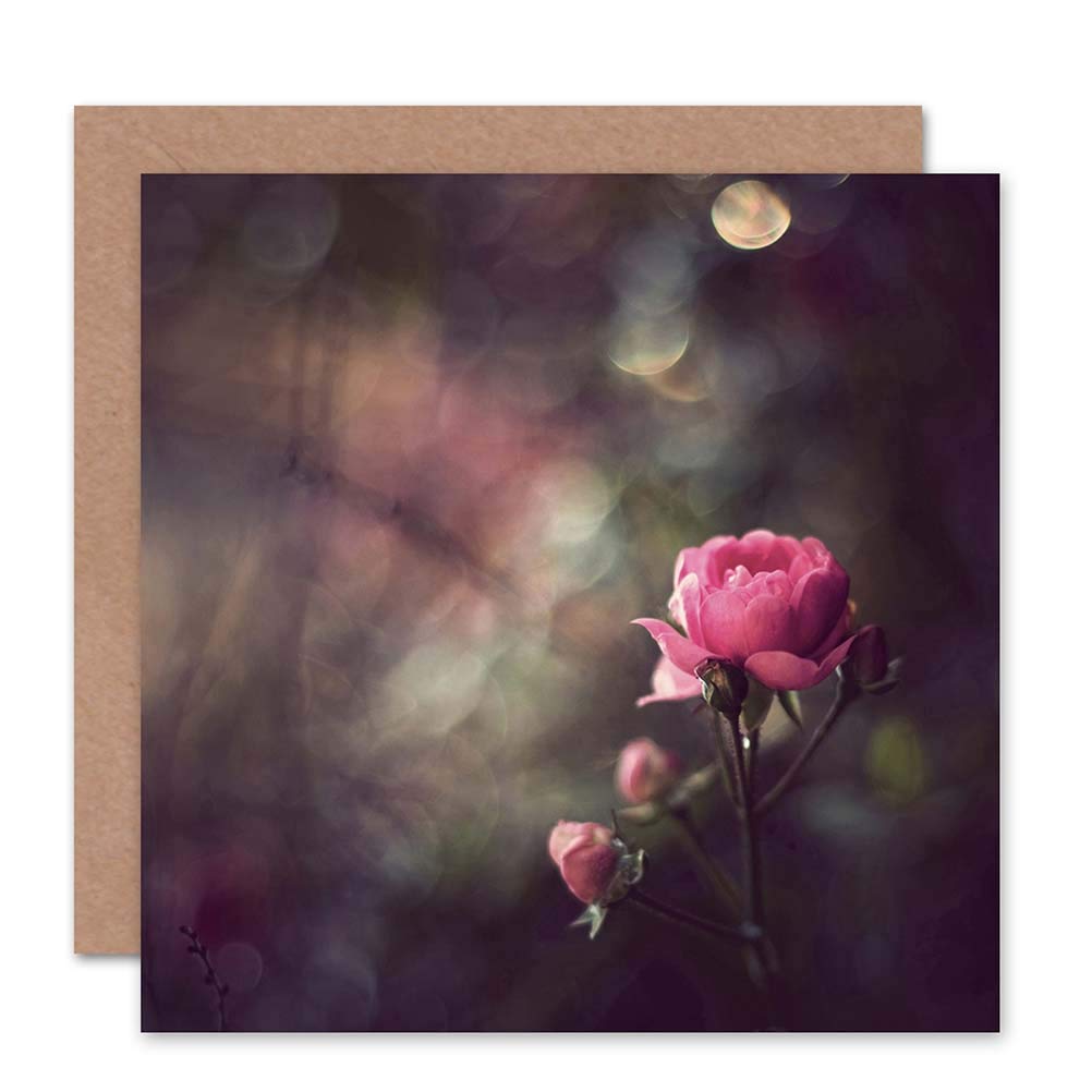 Wee Blue Coo Bokeh Rose Flower Photograph Pink Spring Blank Greetings Birthday Card Art