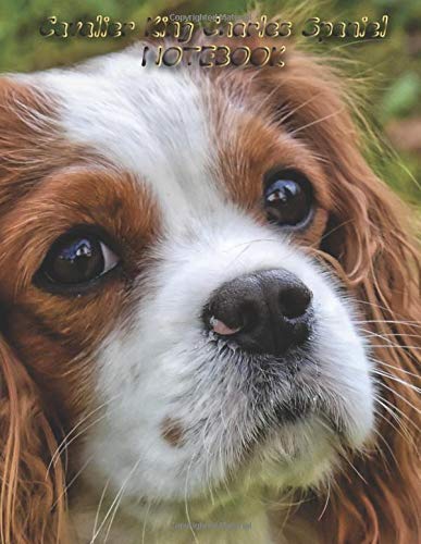 large cavalier king charles spaniel