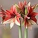 Amaryllis Bulb Green and Red Amaryllis Half & Half - Fast Blooming! |Ships from Easy to Grow TM