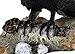 Top Collection Raven Perched on Branch Statue - Collectible Hand Painted Crow Sculpture with Key - 6.25-inch Decorative Figurine