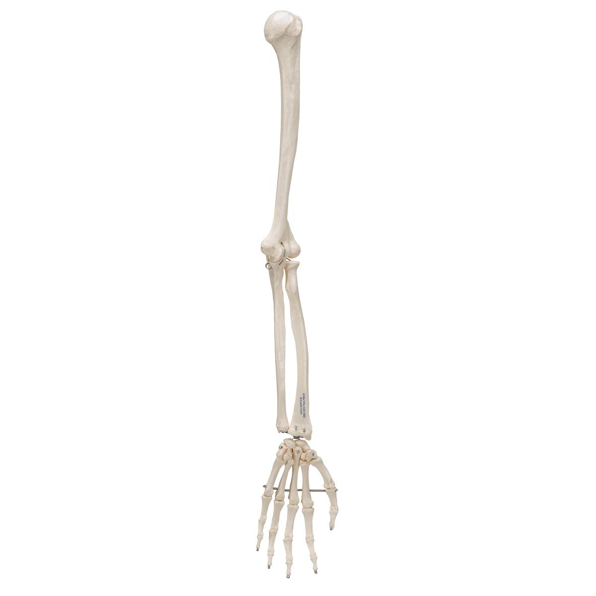 3B Scientific Arm Skeleton Model + free Anatomy App - 3B Smart Anatomy - Image 3