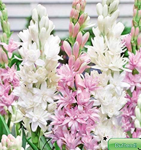 Seeds House- SummerRio 100 Pieces Rare Fragrance Tuberose, Flower Seeds Seed Hardy Perennial Pearl & Pink Sapphire/Polianthes Lily Tuberosa for Balcony, Garden