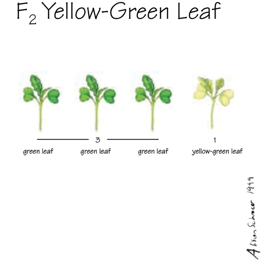 Amazon Com Brassica Rapa Wisconsin Fast Plants F2 Yellow Green Leaf Seed Pack Of 250 Industrial Scientific