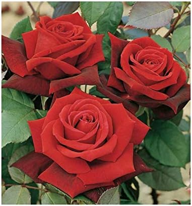 Bare Root Rose 'Deep Secret' Hybrid Tea