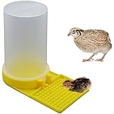 Baby Bird Button Quail Yellow Water Feeder