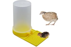 Baby Bird Button Quail Yellow Water Feeder