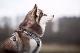 Truelove TLH5651 Dog Harness No-Pull Reflective Stitching Gray Large view 5