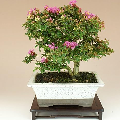 Amazon いよじ園 姫サルスベリ 百日紅 小品盆栽 花物盆栽 盆栽