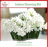 Holiday Time Indoor Growing Kit - Paperwhite 'Ziva'