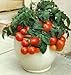 30+ ORGANIC Dwarf Tiny Tim Tomato Seeds Heirloom NON-GMO Sweet Mini