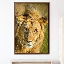 signwin Framed Canvas Wall Art Lions Animals Chic Dramatic Lion Living Room Multicolor Photography - 24x36 inches