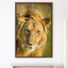 signwin Framed Canvas Wall Art Lions Animals Chic...