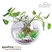 PMLAND Wall Mounted Acrylic Fish Bowl