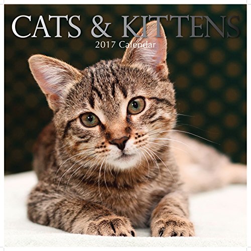 Beautiful Images of Cute Cats & Kittens 2017 Monthly Wall Calendar, 12