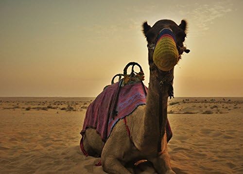 Printed Posters and Prints camel Picture Wall Art on Canvas Home Decor 32x24 inch unframed