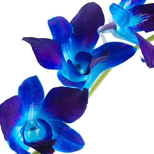 Dendrobium Orchids Blue in Bulk