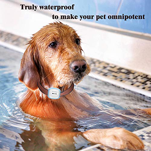 dog heat tracker app