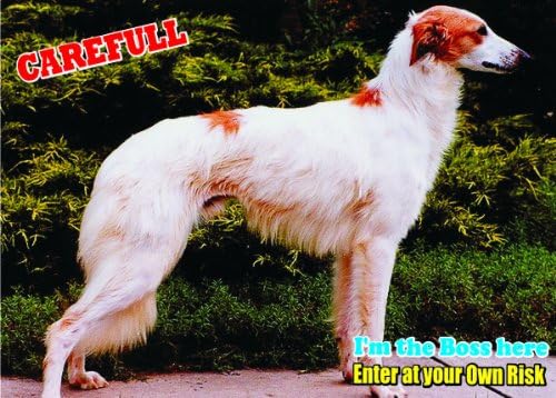 Amazon Com Attention Beware Fun Sign Dog Longhaired Whippet