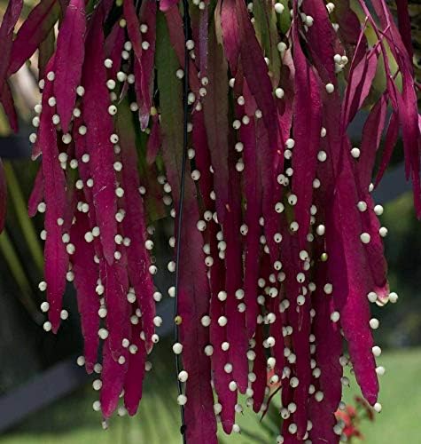 Pseudorhipsalis ramulosa | Red Rhipsalis | Mistletoe Cactus