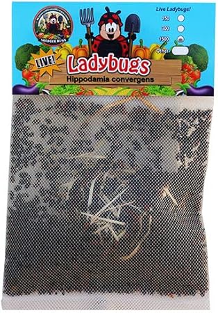 1500 Live Ladybugs Good Bugs Ladybugs Guaranteed Live Delivery Amazon Co Uk Garden Outdoors