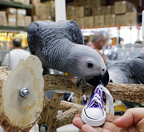 2 Birds+LOVE+Sneakers+Ferrets+Rabbits