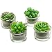 Assortment of 4 Mini Green Desert Succulent Plants Shaped Candles/Tea Lights Table/Mantle Decorations