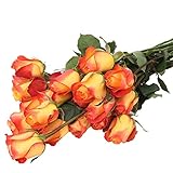 Colorful Rose hep Flower Seeds for Home Garden Yard