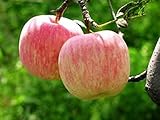 Fuji Apple Seeds 20 Open Pollinated Seeds Heavy Fruit Producing Fast Growing