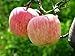 Fuji Apple Seeds 20 Open Pollinated Seeds Heavy Fruit Producing Fast Growing primary