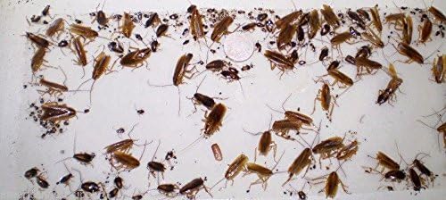 Roach sticky traps Clearance