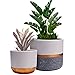 6.0 and 5.0 Modern White Ceramic Indoor Flower Plant Pot Garden Planters Kit, Plant Containers with Gold and Grey Detailing 2 Pack