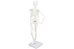 Mini Human Skeleton Model, 17inch Small Skeleton Anatomy Model with Movable Arms Legs and Stand for Medicine Students and Art