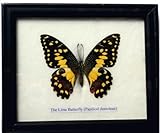 FRAMED REAL BEAUTIFUL LIME BUTTERFLY DISPLAY INSECT TAXIDERMY 5