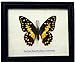 FRAMED REAL BEAUTIFUL LIME BUTTERFLY DISPLAY INSECT TAXIDERMY 5"X5"X1"