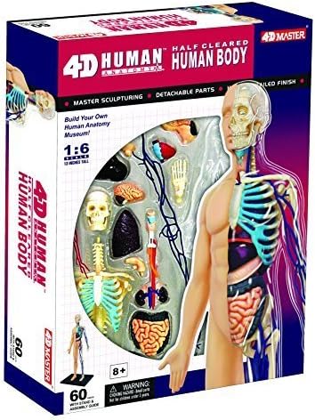 4D Vision Half Cleared Human Anatomy Model
