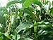 Yours Kitchen Organic Dried Long Peppercorns From My Farm (3.5 Ounce)