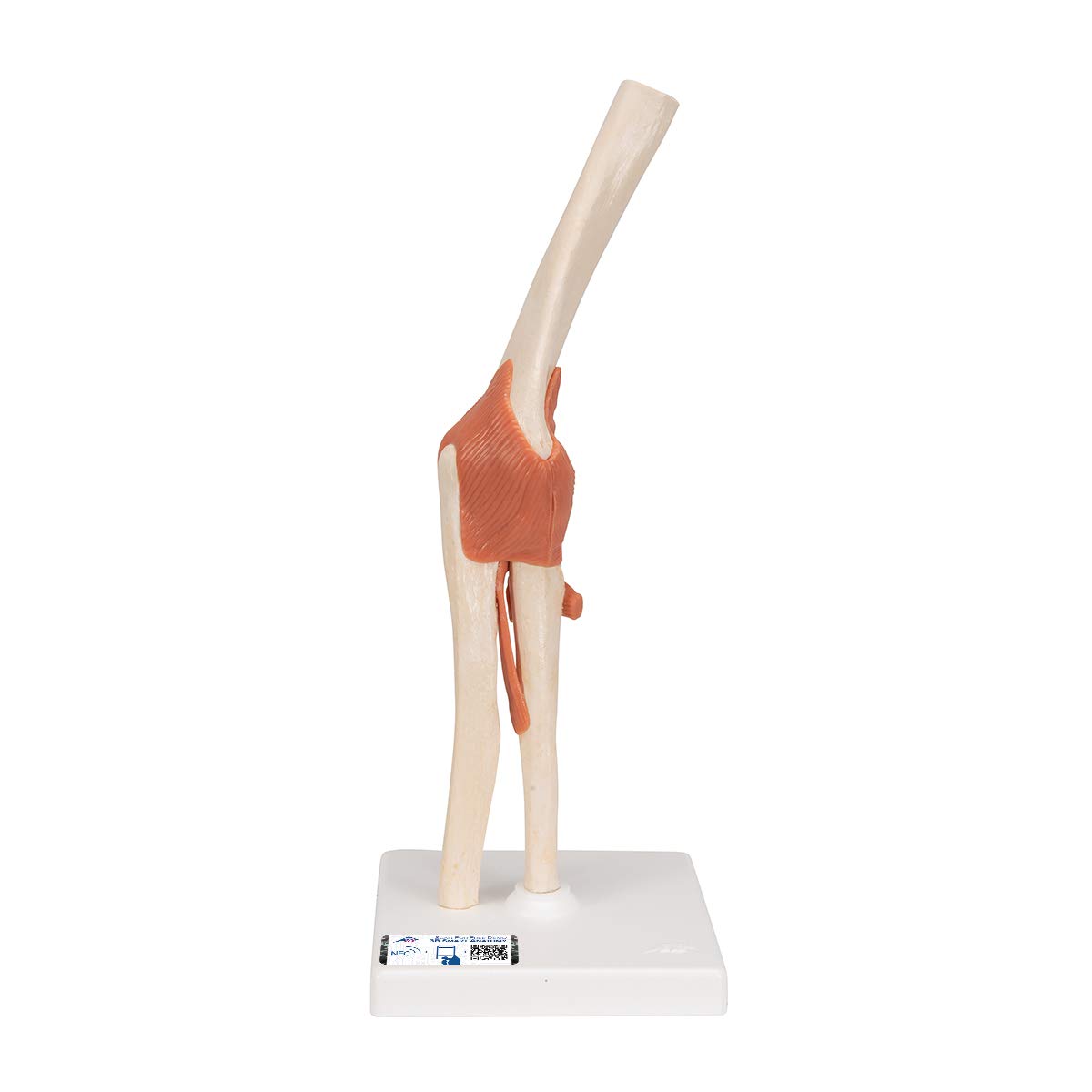 3B Scientific A83/1 Deluxe Functional Elbow Joint Model + free Anatomy App - 3B Smart Anatomy