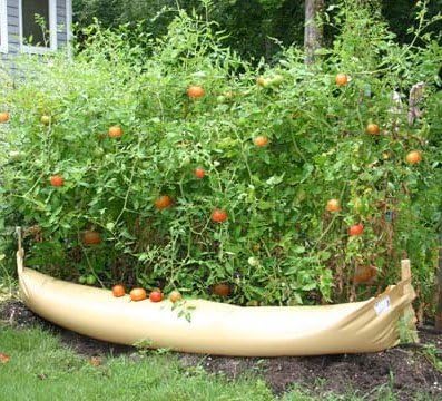 Tomato Watering Kit