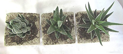 String of Beads, Pearls and Bananna Collection