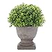 HC STAR Artificial Plant Potted Mini Fake Plant Decorative Lifelike Flower Green Plants - 1301