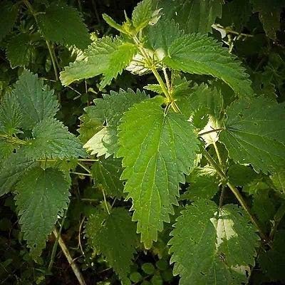 8000 Stinging Nettler SeedsUrtica Dioica Perennial Deer Resistant Plant Fresh Beauty