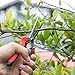 WYF Pruning Scissors, Professional Garden Shears – Straight Stainless Steel Blades – Sharp Gardening Hand Pruner for Garden Harvesting Fruits, Vegetables, Trimming Flowers and Plants, 8.1IN(Red)thumb 1