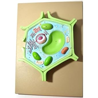 Amazon Com Eisco Labs Bm0114 Plant Cell Model Industrial Scientific