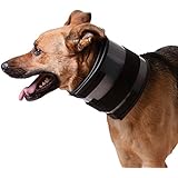 bite not collar petco