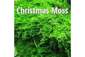 Marcus Fish Tanks Christmas Moss Vesicularia Montagnei Live Freshwater Aquarium Plant Live Aquarium Moss Buy 2 Get 1 Extra