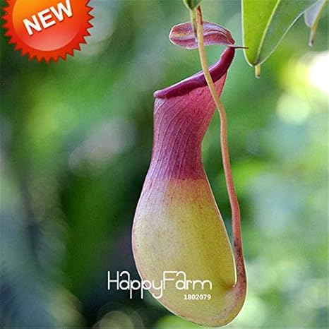 Amazon グリーンネフェントス食虫植物園芸花フラワー盆栽食べる蚊フロッセ50品種 袋 V5b40t 8 観葉植物 オンライン通販