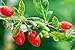 Organic Goji Berries - 8oz Resealable Bag - 100% Raw From Ningxia - by Feel Good Organics
