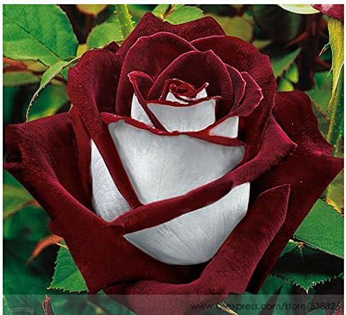 Amazon Com Fresh Exotic Blood Red And White Rose Flower Seeds