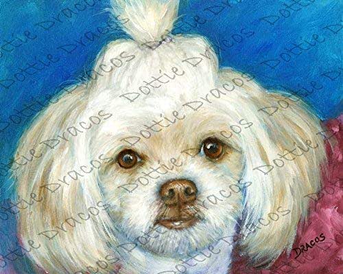 shih tzu companion dog