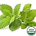 Earthcare Seeds Lemon Balm 500 Seeds Melissa officinalis